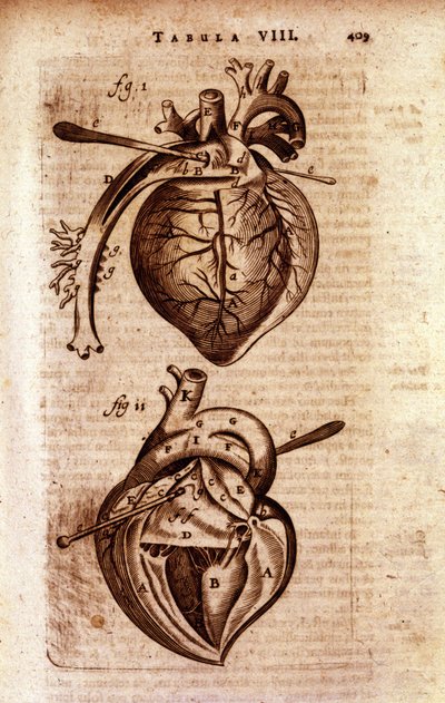 Srdce Bartholinovy „Anatomie““ od Unknown artist
