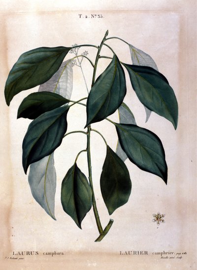 Vavřín: kafr. Herbář z 19. století. od Unknown artist