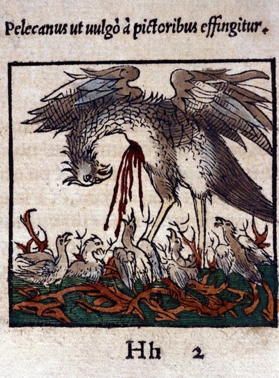 Legenda o pelikánovi: dává svou krev a vnitřnosti, aby nakrmil svá mláďata. Z Historiae animalium od Konrada Gesnera, Tiguri od Unknown artist