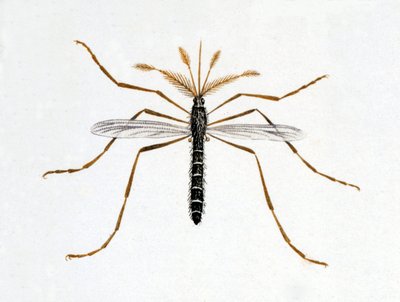 Ten komár. Přírodovědná deska. 19. století. od Unknown artist