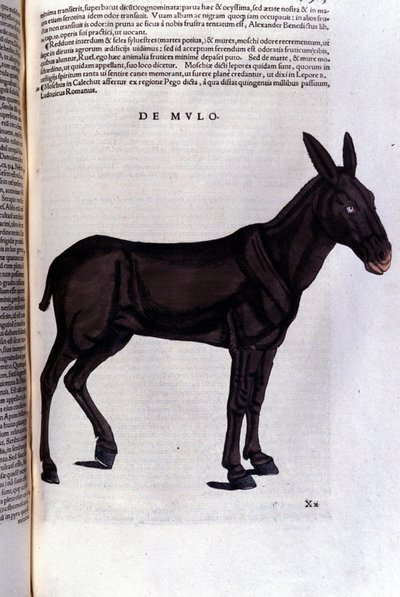 Parmice po Historia animalium od Konrada Gesnera, Tiguri od Unknown artist