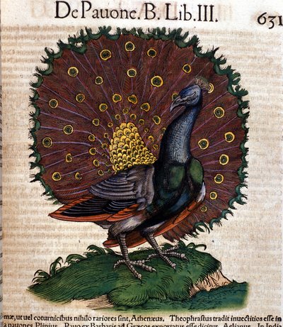 Páv po Historia animalium od Konrada Gesnera, Tiguri od Unknown artist