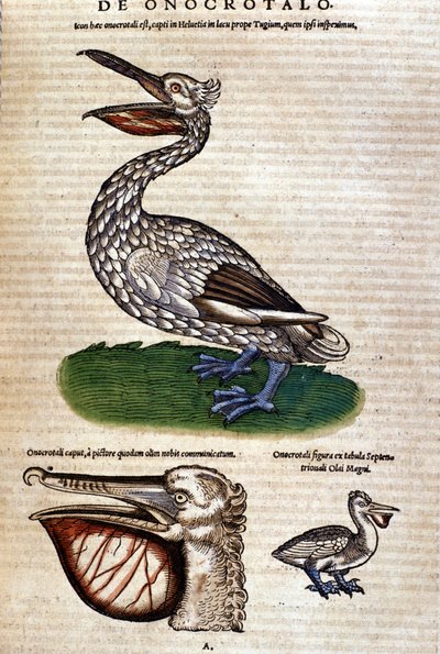 Pelikán z "Historie zvířat" od Konrada Gesnera, Tiguri od Unknown artist