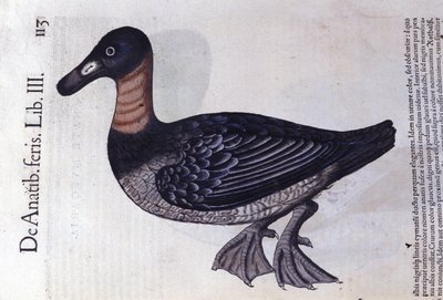 Kachna rudokrká podle Historia animalium od Konrada Gesnera, Tiguri od Unknown artist