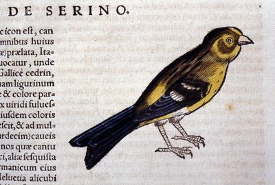 Závěsný od Unknown artist