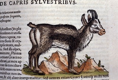 Divoká koza po Historia animalium od Konrada Gesnera, Tiguri od Unknown artist