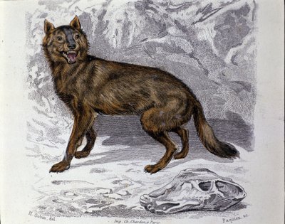 Vlk. Talíř převzatý z přírodovědného pojednání o „“Dílech Buffonových““ přírodovědce Georgese Louise Leclerca, hraběte z Buffonu (1707 - 1788). 19. století od Unknown artist