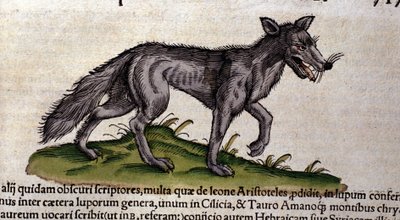 Vlk podle Historia Animalium od Conrada Gesnera, Tiguri 1560. Biblioteca Nazionale Braidense. Milán od Unknown artist
