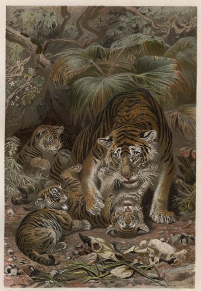 Tygr s tygry - Tygr (Panthera tigris) s mláďaty - rytina z „”Brehmova života zvířat”” od Alfreda Edmunda Brehma (1829–1884) od Unknown artist