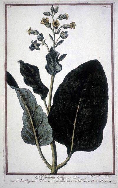 Tabákový list a květ (Nicotiana Minor) v herbáři z 19. století. od Unknown artist