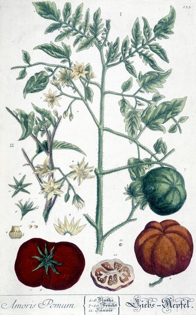 Rajče, botanická deska od Unknown artist