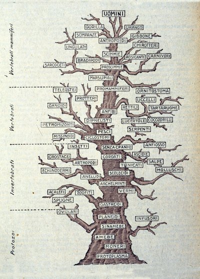 Strom evoluce nebo ilustrovaná deska představující klasifikaci živočišné říše. od Unknown artist