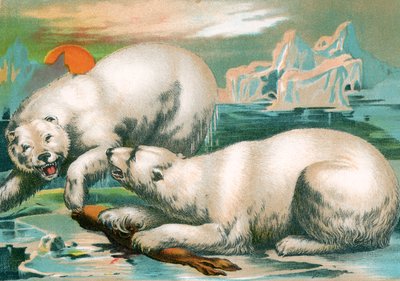 Dva lední medvědi bojující o tuleně od Unknown artist