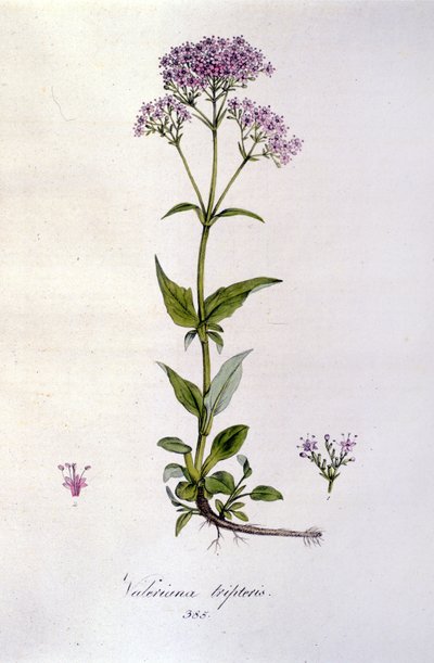 Kozlík lékařský. 19. století rytina. od Unknown artist