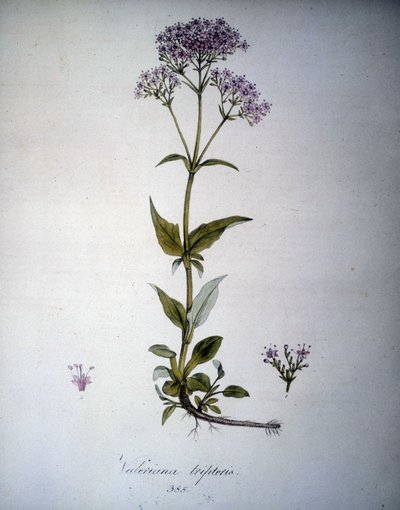 Valeriana mauve nebo Valeriana tripteris. Herbář z 19. století. od Unknown artist