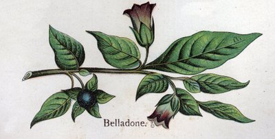 Venenózní botanické rostliny: Belladonna. Rytina do „“Přírodního léku““, od Friedricha Eduarda Bilze (1842-1922) od Unknown artist