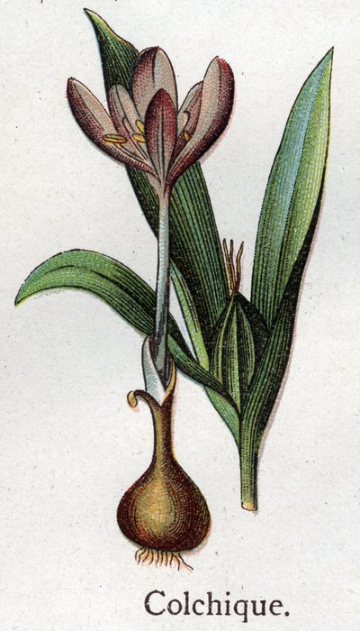 Venenózní botanické rostliny: kolchiální. Rytina do „“Přírodního léku““, od Friedricha Eduarda Bilze (1842-1922) od Unknown artist