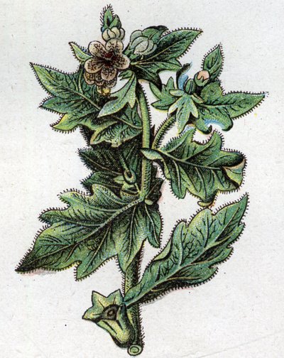 Venenózní botanické rostliny: až. Rytina do „“Přírodního léku““, od Friedricha Eduarda Bilze (1842-1922) od Unknown artist
