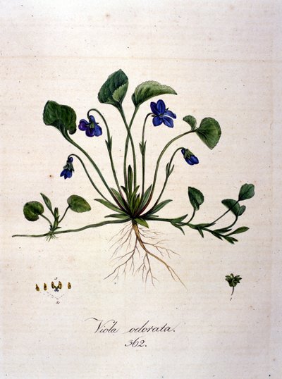 Fialový. 19. století rytina. od Unknown artist