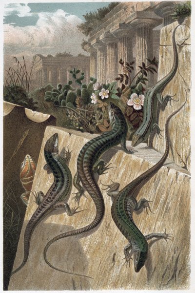 Ještěrka zední - Ještěrka zední (Podarcis muralis) - rytina z „”Brehmova života zvířat”” od Alfreda Edmunda Brehma (1829-1884) od Unknown artist