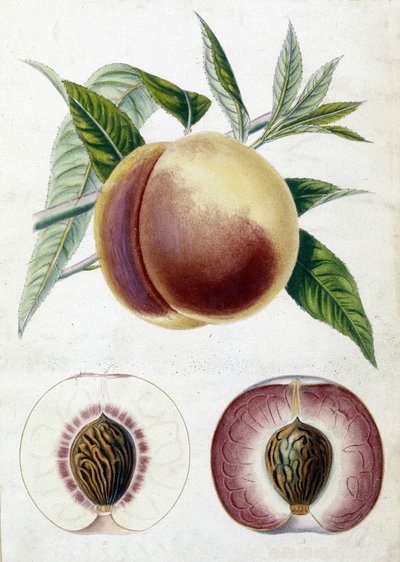 Bílá broskev - botanická deska od Unknown artist