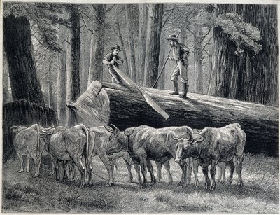Dřevorubci v sekvojovém lese v Kalifornii - rytina od Unknown artist