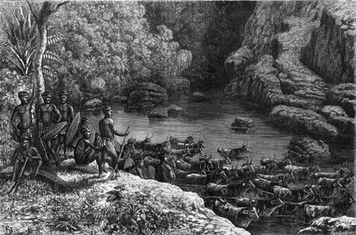 Zulouland v Africe: protože les nenabízí potřebné zdroje, je kmen Zulu nucen sestoupit na pláně, kde pěstuje a chová dobytek. Gravírování do ""La Nature"" od Unknown artist