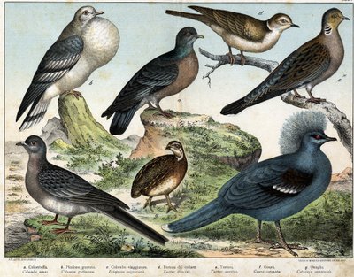 a: holub kolumbovský (Columba oenas), b: holub mongolský (Columba gutturosa), c: holub stěhovavý (Etopistes migratoria), d: holub turecký (Turtur risorius), e: holubice lesní (Turtur auritus), f: Goura (Goura korunovaný), g: Pšeničná křepelka (křepelka obe od Unknown artist