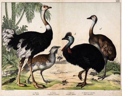 a: Drop velký (Otis tarda), b: Casoar (Casarius galeatus), c: Pštros africký (Struthio camelus), d: Nandon (Rhea Americana) -In “” Natural History of Oideals”, ed. Hoepli, Milan od Unknown artist