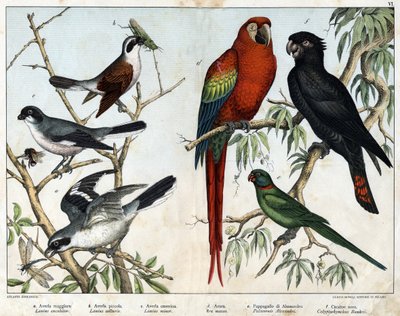 a: grieche šedá (Lanius excubitor), b: grieche severní (Lanius collurio), c: grieche růžovoprsá (Lanius linor), d: červený oltář (Ara macao), e: papoušek alexandrijský (Palaeornis Alexandria), f: banksian Cacatoes (Calyptorynchus banksii) - v „Přírodní his od Unknown artist