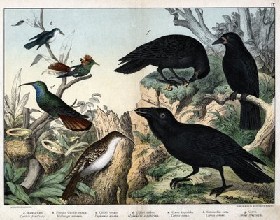 a: Grimpereau (certhia familiaris), b: malý muškař (Mellisuga minima), c: kolibřík ozdobný (Lophornis ornata), d: kolibřík safírový (Hylocharis sapphirina), e: havran císařský (Corvus corax), f: černá vrána ( Corvus Corone), g: Raven (Corvus ovocný gi od Unknown artist