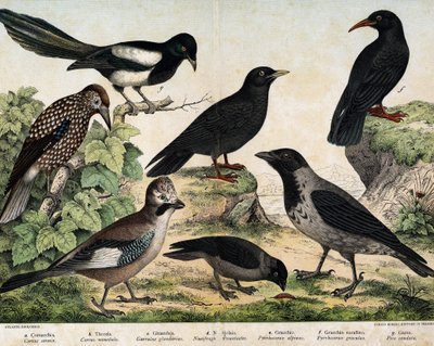 a: vrána pláštíková (Corvus cornix), b: klíčky obecné (Corvus monedula), c: sojka kanálská (Garrulus glaudarius), d: cassenoix kropenatý (Nucifraga caryocatactes), e: čoka žlutozobý (Pyrrohocorax alpinus), f: červená -účtoval (Pyrrhocorracorracorracorrax)  od Unknown artist