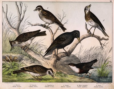 a: skřivan severní (Lark arvensis), b: skřivan Lulu (Lullula arborea), c: cappellaccia (Galerita cristata), d: špaček Sansonnetský (Sturnus vulgaris), e: kachna (Cinclus aquaticus), f: drozd (Turdus musicus) - v "Přírodopise ptáků", ed. Hoepli, Milan od Unknown artist
