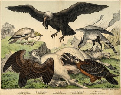 a: Percnopterus (Neophron percnopterus), b: sup bělohlavý (Gyps fulvus), c: kondor (Sarcoramphus gryphus), d: jehněčí sup (Gypaëtus barbatus), e: had (Gypogeranus serpentarius) - historie ptáků“ vyd. Hoepli, Milan od Unknown artist