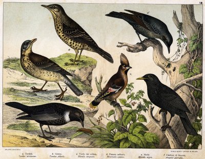 a: Drozd (Turdus viscivorus), b: Drozd (Turdus pilaris), c: Kos (Merula torquata), d: Kos modrý (Monticola cyanus), e: Kos (Merula nigra), f: Český žvanec (Ampelis garulus) - v „Přírodní historii ptáků“, ed. Hoepli, Milan od Unknown artist