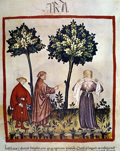 vzteklina nebo rozzlobený člověk mačkající tkáň mezi zuby. Iluminace 14. století „Tacuinum Sanitatis“, Vídeň, Národní knihovna. od Unknown artist