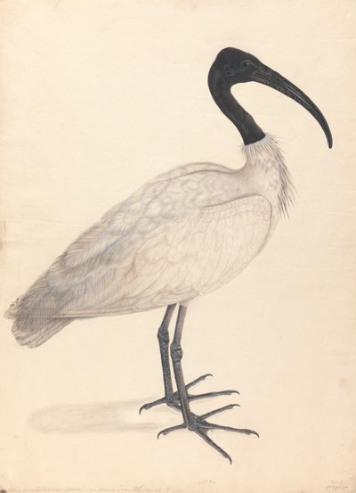 Černobílý indický pták (jeden z páru) od Unknown artist