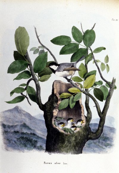 Deska představující obyčejného ptáka (nebo vrabce) poblíž jeho hnízda. od Unknown artist