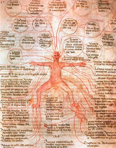Anatomická tabulka znázorňující krevní oběh Miniatura z rukopisu „“ De surgia“““ Benátská biblioteca Marciana ze 13. století od Unknown artist