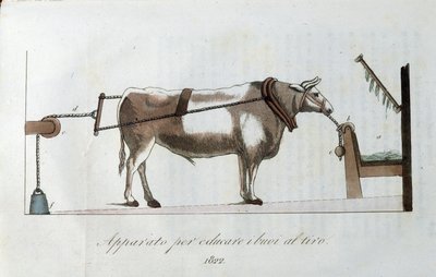 Zařízení pro přivykání volů na linii. Deska převzata z "" Journal of Agriculture, Arts and Technics "" (Revue d