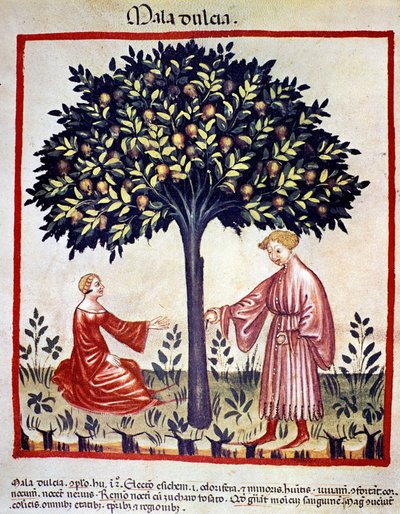 Sběr jablek. Osvětlení z dojení medicíny a dietetiky „“Tacuinum sanitatis““ od Unknown artist