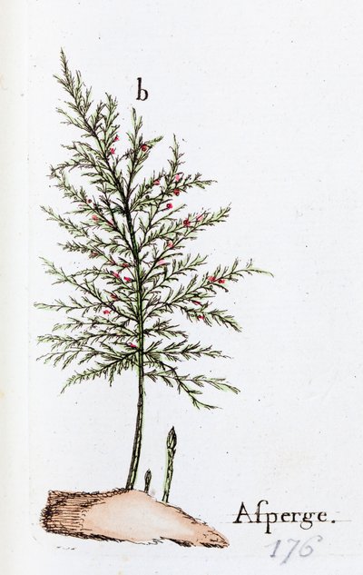 Chřest od Unknown artist