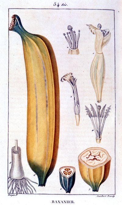Banánovník - rytina 19. století. od Unknown artist