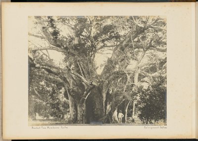 Strom baobab. Mombassa. od Unknown artist