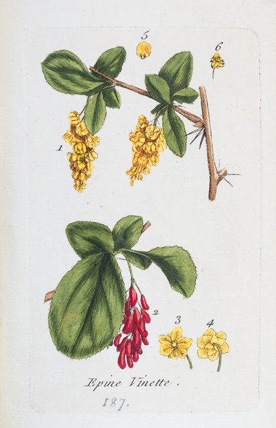 Barberry od Unknown artist