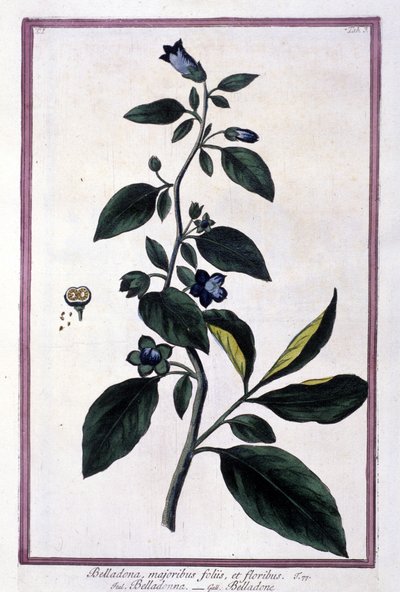 Belladonna, květiny a bobule. Jedovatá rostlina používaná v lékařství. Rytina podle herbáře z 19. století. od Unknown artist