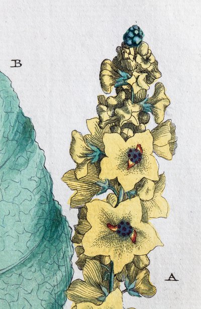 Mullein černý od Unknown artist