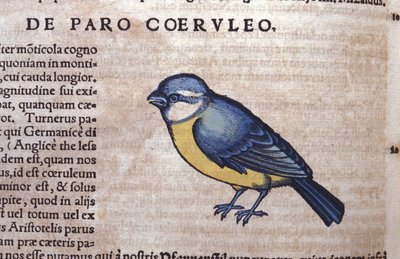Blauer Singvogel in Historia Animalium von Conrad Gesner (1516 - 1565), Tiguri von Unknown artist