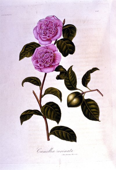 Botanická tabule: Camelia. 19. století rytina od Unknown artist