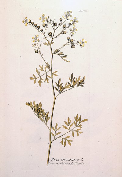 Botanická tabule: rue officinale (Ruta graveolens). In "Ikony léčivých rostlin" od J.J.Plencka, Vídeň, Rakousko od Unknown artist